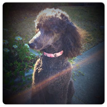 Napa Paw Spa - Pet Training Near Me Napa Paw Spa - Pet Training Near Me