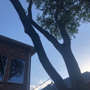 Hernandez Tree Experts - Now the branches aren't touching the house - Tree Services Near Me