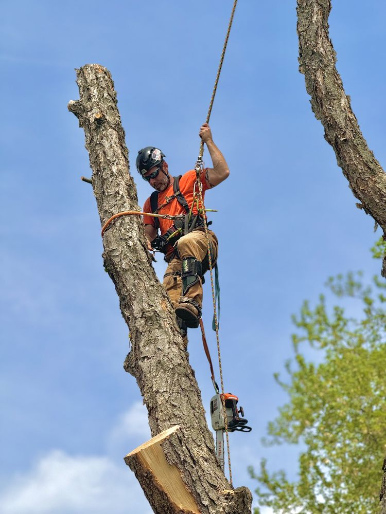 B & C Tree Service - tree service in Delavan, IL