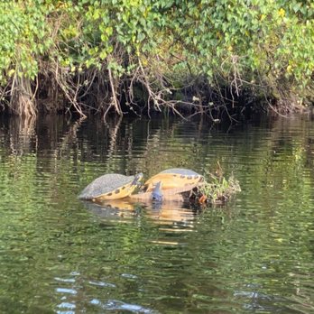 Canoe Outpost-Little Manatee River - Boating Near Me - Wimauma, Florida Canoe Outpost-Little Manatee River - Boating Near Me - Wimauma, Florida