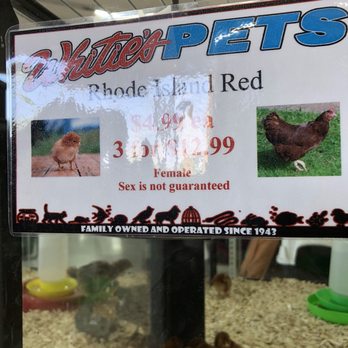 Whitie's Pets - Chicks - Local Fish Stores Near Me - Fresno, California