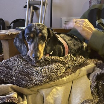 Wagging Tails Doggy Boarding - Pet Boarding Near Me - Puyallup, Washington Wagging Tails Doggy Boarding - Pet Boarding Near Me - Puyallup, Washington