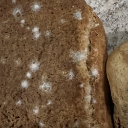 Base Culture - Moldy buns