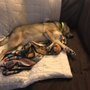 Photo of Lucky Dawgz Country Inn