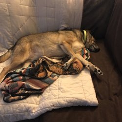 Lucky Dawgz Country Inn - After a fun day of being spoiled at Lucky Dawgz, Packers is out like a light!