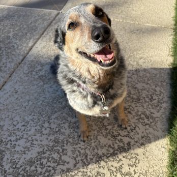Graceful Paws Pet Sitting - Dog Walkers Near Me Graceful Paws Pet Sitting - Dog Walkers Near Me