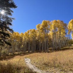 Berrypicker Trail - Lots of yellow aspens!