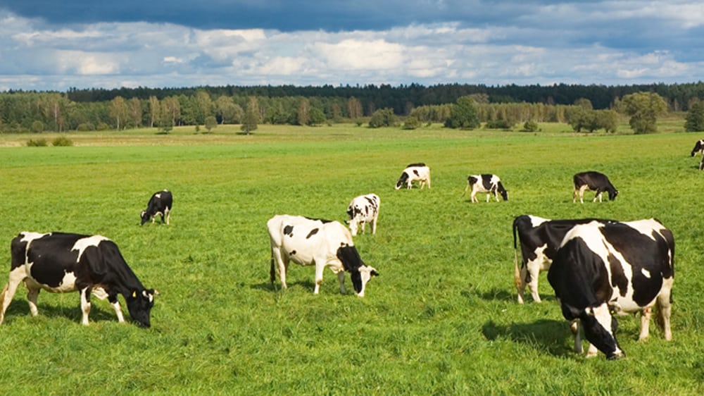 FEEDERS SUPPLY COMPANY Updated July 2024 2703 S Lancaster Rd