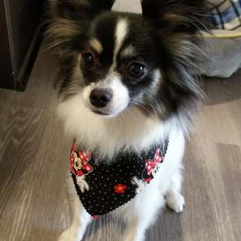 Bogarts Bone Appetit - Pet Groomers Near Me - Las Vegas, Nevada Bogarts Bone Appetit - Pet Groomers Near Me - Las Vegas, Nevada