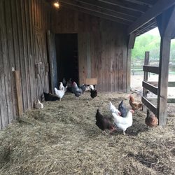 Great Tree Inn Bed & Breakfast - Chickens!!!
