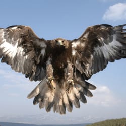 Golden Eagle Plumbing