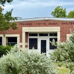 Freeman-Fritts Animal Shelter - The kitty cat section! 