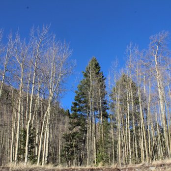 Carson National Forest - Carson - Parks Near Me - Taos, New Mexico