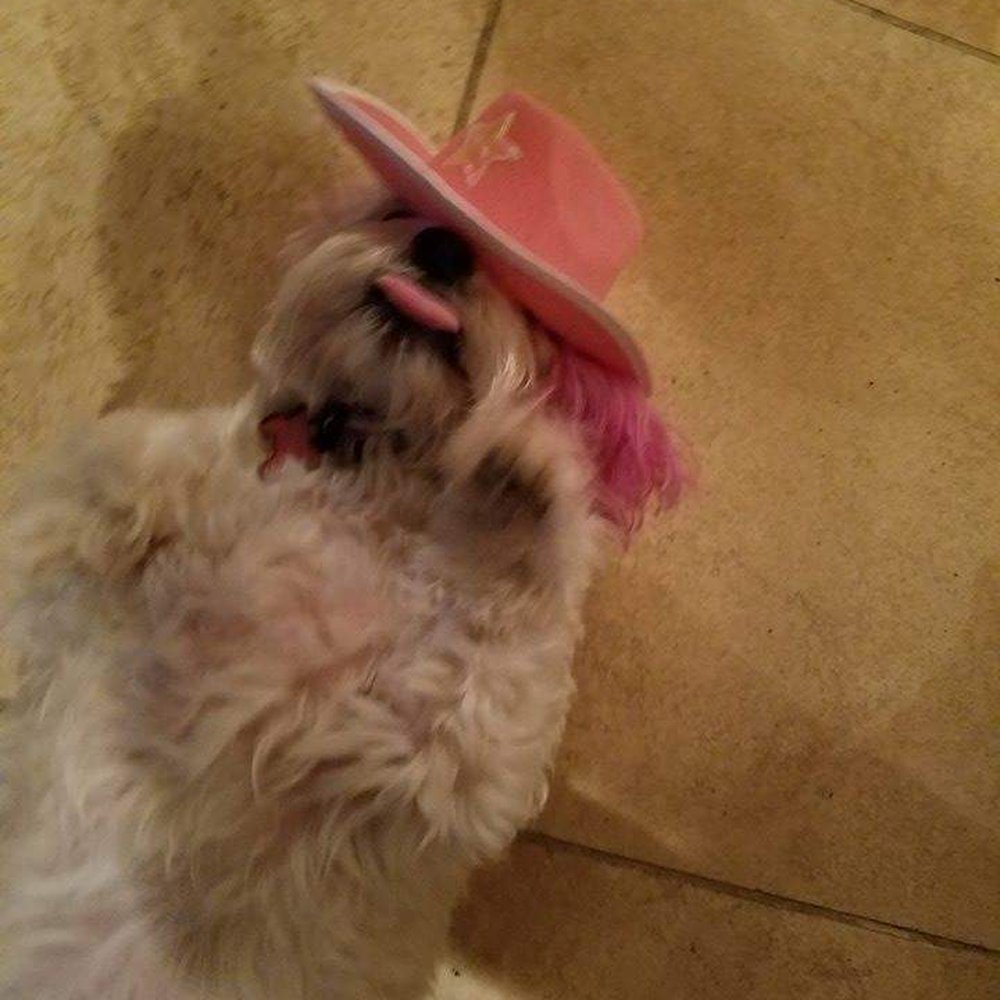 Pet Bath USA - Misty is such a tease! - Pet Groomers Near Me - La Verne, California Pet Bath USA - Misty is such a tease! - Pet Groomers Near Me - La Verne, California