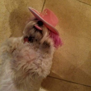 Pet Bath USA - Misty is such a tease! - Pet Groomers Near Me - La Verne, California Pet Bath USA - Misty is such a tease! - Pet Groomers Near Me - La Verne, California