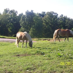 Heavenly Haven Farm