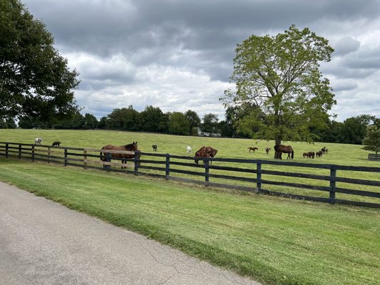 Mill Ridge Farm by null