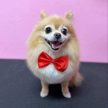 Lush Spaw - Happy Bear after his bath from Elena :) - Pet Groomers Near Me - Santa Clara, California Lush Spaw - Happy Bear after his bath from Elena :) - Pet Groomers Near Me - Santa Clara, California