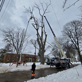Metro Detroit Tree and Firewood - Snowy Crane Tree Removal - Tree Services Near Me - Warren, Michigan Metro Detroit Tree and Firewood - Snowy Crane Tree Removal - Tree Services Near Me - Warren, Michigan