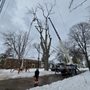 Photo of Metro Detroit Tree and Firewood