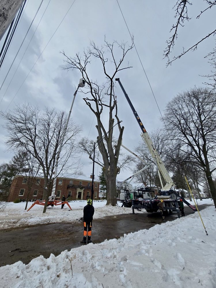 Metro Detroit Tree and Firewood - tree service in Warren, MI