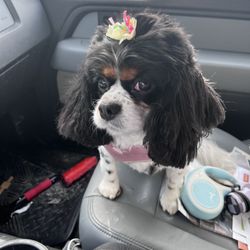 The Dapper Dog Pet Parlor