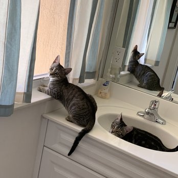 Phoenix Pet Salon - Emma and Maxine! - Pet Groomers Near Me - Davie, Florida Phoenix Pet Salon - Emma and Maxine! - Pet Groomers Near Me - Davie, Florida