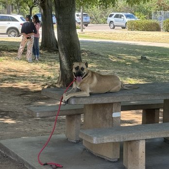 Wonder Dog Training - Pet Training Near Me