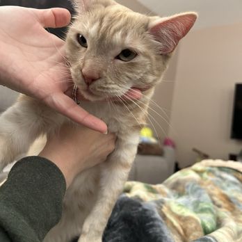 VCA A Plus Animal Hospital - Our precious fur baby - Veterinarians Near Me - Reno, Nevada VCA A Plus Animal Hospital - Our precious fur baby - Veterinarians Near Me - Reno, Nevada