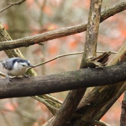 Germantown Metropark