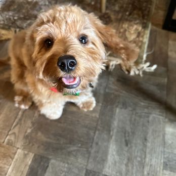 D's Pet Spa - Happy puppy - Pet Groomers Near Me