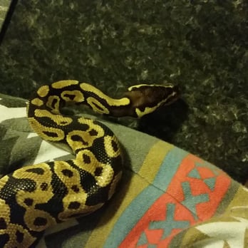 Twin Cities Reptiles - Pet Stores Near Me - Saint Paul, Minnesota Twin Cities Reptiles - Pet Stores Near Me - Saint Paul, Minnesota