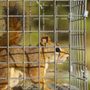 Photo of Brinker Animal Removal