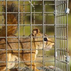 Brinker Animal Removal - Squirrel Removal & Trapping