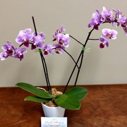 Caz Massage - My orchids