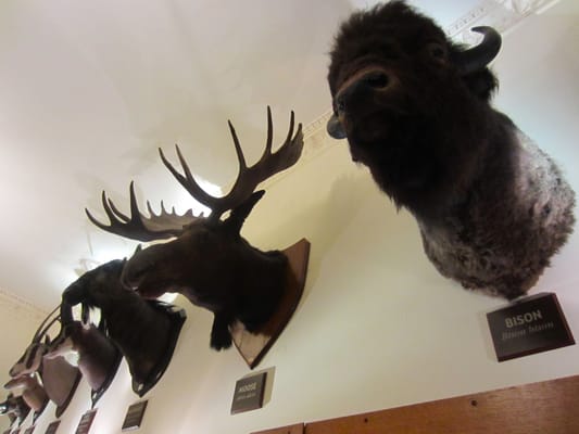 Wollaton Hall by null