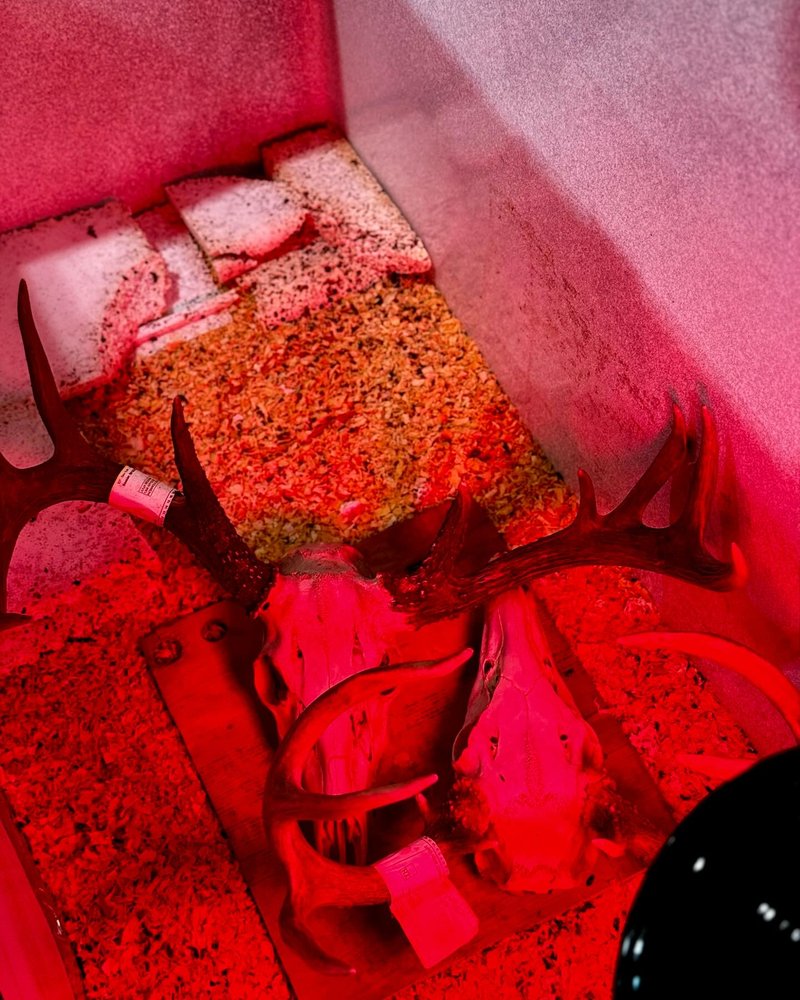 CRSkullCleaning - taxidermy in Indianola, IA