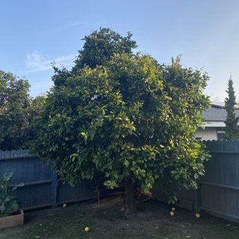 Environmental Green Tree Care - Grapefruit tree - Tree Services Near Me Environmental Green Tree Care - Grapefruit tree - Tree Services Near Me