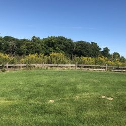 Lakewood Forest Preserve - Open area by shelter A