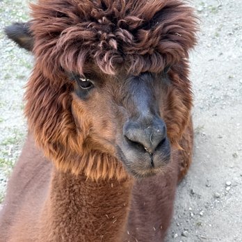 R2 Hillside Ranch - Alpaca - Ranches Near Me - Watsonville, California
