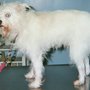 Photo of Pet Finder
