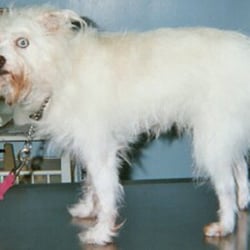 Pet Finder - Agui at the emergency hospital where I rescued her