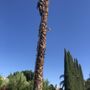 Photo of Affordable Hauling & Tree Service