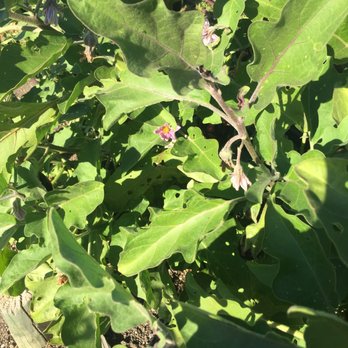 Brix - eggplant - New American Near Me - Napa, California Brix - eggplant - New American Near Me - Napa, California