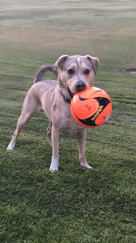 PINKY’S MOBILE GROOMING 19 Reviews Mission Viejo, California Pet