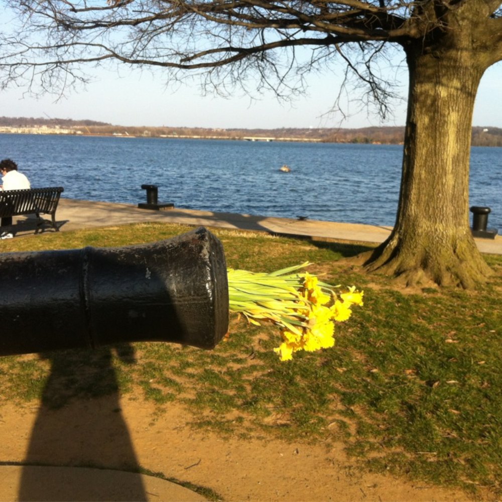 Waterfront Park - Daffodils instead of cannonballs these days: - Parks Near Me - Alexandria, Virginia