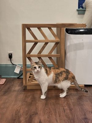 Mount Purrnon Cat Café + Wine Bar by null