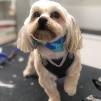 Timberlane Kennels - A beauty! - Pet Sitting Near Me - New Egypt, New Jersey Timberlane Kennels - A beauty! - Pet Sitting Near Me - New Egypt, New Jersey