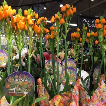 Pick 'n Save - ulips and other flowers for sale - Grocery Near Me - Sun Prairie, Wisconsin Pick 'n Save - ulips and other flowers for sale - Grocery Near Me - Sun Prairie, Wisconsin