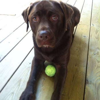 Paws@Home Pet Sitting - Freddie, the Chocolate Lab - Pet Sitting Near Me Paws@Home Pet Sitting - Freddie, the Chocolate Lab - Pet Sitting Near Me
